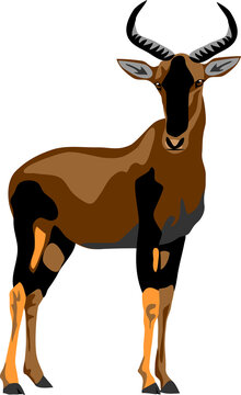 Tsessebe topi - vector illustration