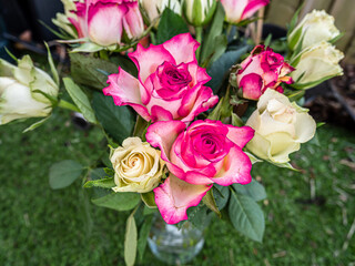 Bouquet of pinks-whites Roses in ithe garden.