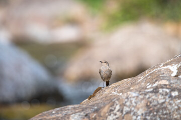 Redstart isolated on a rock blur background

