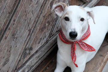 A mongrel white dog with a neckerchief lies near the door of an old house