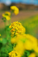 春の房総の風景
