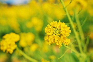 鴨川の街で見つけた花畑