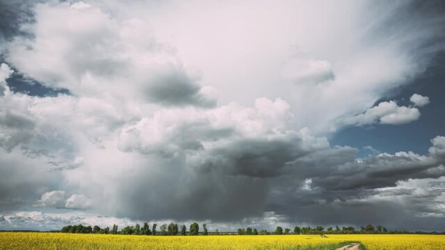 Dramatic Sky With Rain Clouds On Horizon Above Rural Landscape Camola Colza Rapeseed Field. Country Road. Agricultural And Weather Forecast Concept. Time Lapse, Timelapse, Time-lapse. 4K.