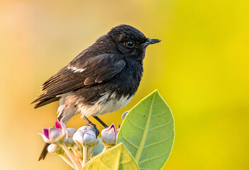 The pied bush chat is a small passerine bird found ranging from West Asia and Central Asia to the...
