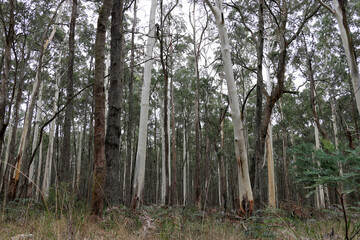 tall, straight trees growing in a forest