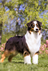 Australian Shepherd poses for the portrait in nature.