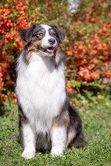 Australian Shepherd poses for the portrait in nature.