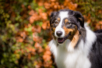 Australian Shepherd poses for the portrait in nature.