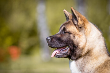 American Akita poses for the portrait in nature.
