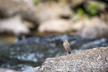 Redstart isolated on a rock blur background
