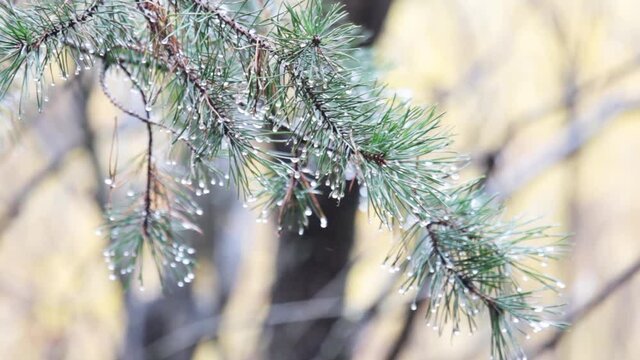 Prolonged rain in the winter forest. Drops on the tips of pine needles