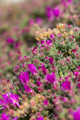 Macro Picture of Delosperma cooperi or hardy ice plant, pink carpet.With the production of a great...