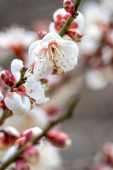 梅の花　初春イメージ