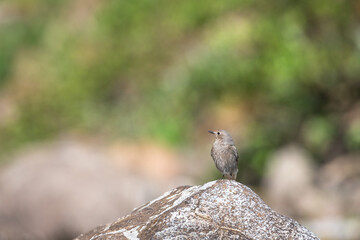 Redstart isolated on a rock blur background
