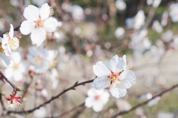 Almond flowers blossom in park ,welcome spring time