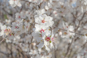 Almond flowers blossom in park ,welcome spring time
