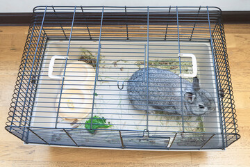  Fluffy bunny eating in cage. Home Pet rabbit in big cage top view