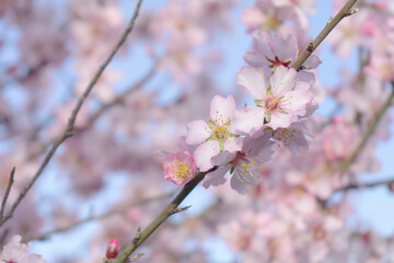 Almond flowers blossom in park ,welcome spring time