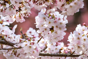 Fototapeta premium 桜の花 春のイメージ