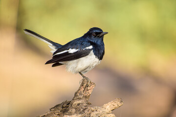 Warbler in the Woods 