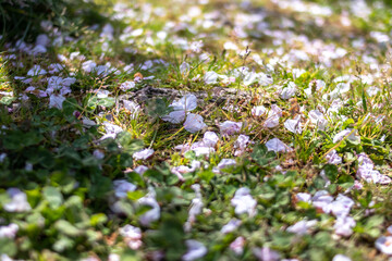 桜の花　春のイメージ