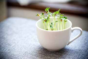 かいわれ大根の室内栽培