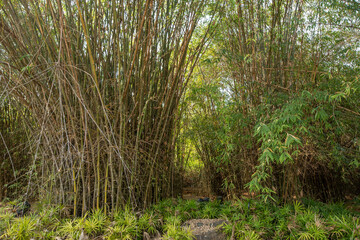 Bamboo plantation, Green bamboo garden