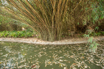 Bamboo plantation, Green bamboo garden