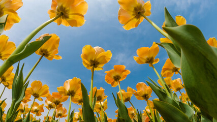 Obraz premium Beautiful tulips are blooming on the lawn of the park
