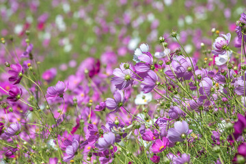 コスモスの花　秋のイメージ