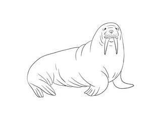 Walrus line art in vector. Hand-drawn outline illustration on white background