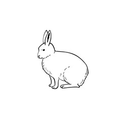 Arctic hare vector sketch. White rabbit simple illustration on white background