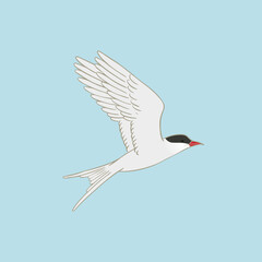 Arctic tern vector illustration on blue background. Flying white bird with red beak - obrazy, fototapety, plakaty