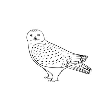 recommend clip art: White Snowy owl vector illustration isolated on white background. Polar owl outline drawing