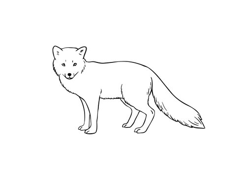 Arctic fox hand-drawn outline vector sketch isolated on white background