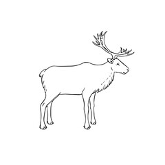 Reindeer linear hand-drawn sketch. Vector outline deer illustration on white background