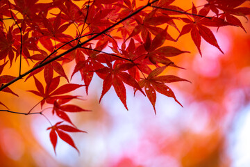 紅葉　秋のイメージ
