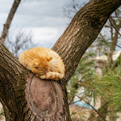 The ginger cat sleeps curled up in a tree.