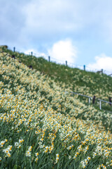 水仙の花　初春イメージ