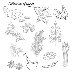 Drawn herbs and spices set. Sketsh of natural spices and kithen herbs. Botanical illustrations of aromatic plants.