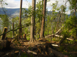 Obraz premium Fallen tree