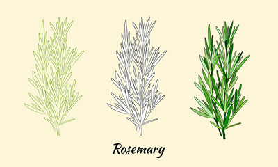 Drawn herbs and spices set. Sketsh of natural spices and kithen herbs. Botanical illustrations of aromatic plants.