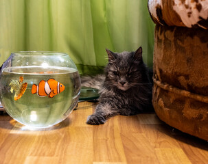 gray cat examines bright fish in an aquarium in an apartment 