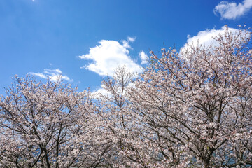 Naklejka premium 桜の花 春のイメージ