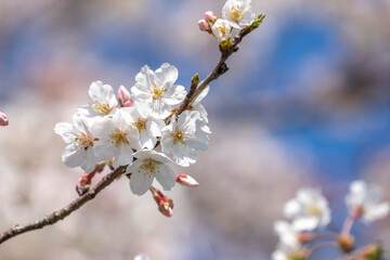 桜の花　春のイメージ