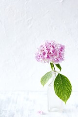 pink hydrangea in a vintage transparent bottle on a background of coarse plaster. style of Provence. copy space. place for text.
