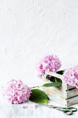 pink hydrangeas in an old box on the background of rough plaster. copy space. place for text.