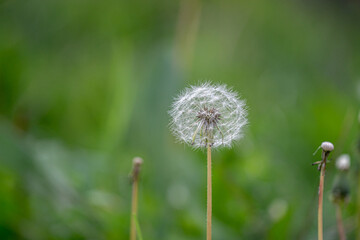 White Dandelion Seedhead