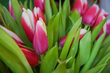 A Bouquet of Pink and White Tulips