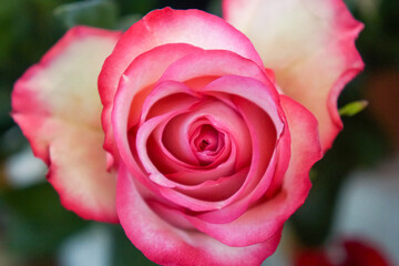 A Close-up of a Pink and White Rose